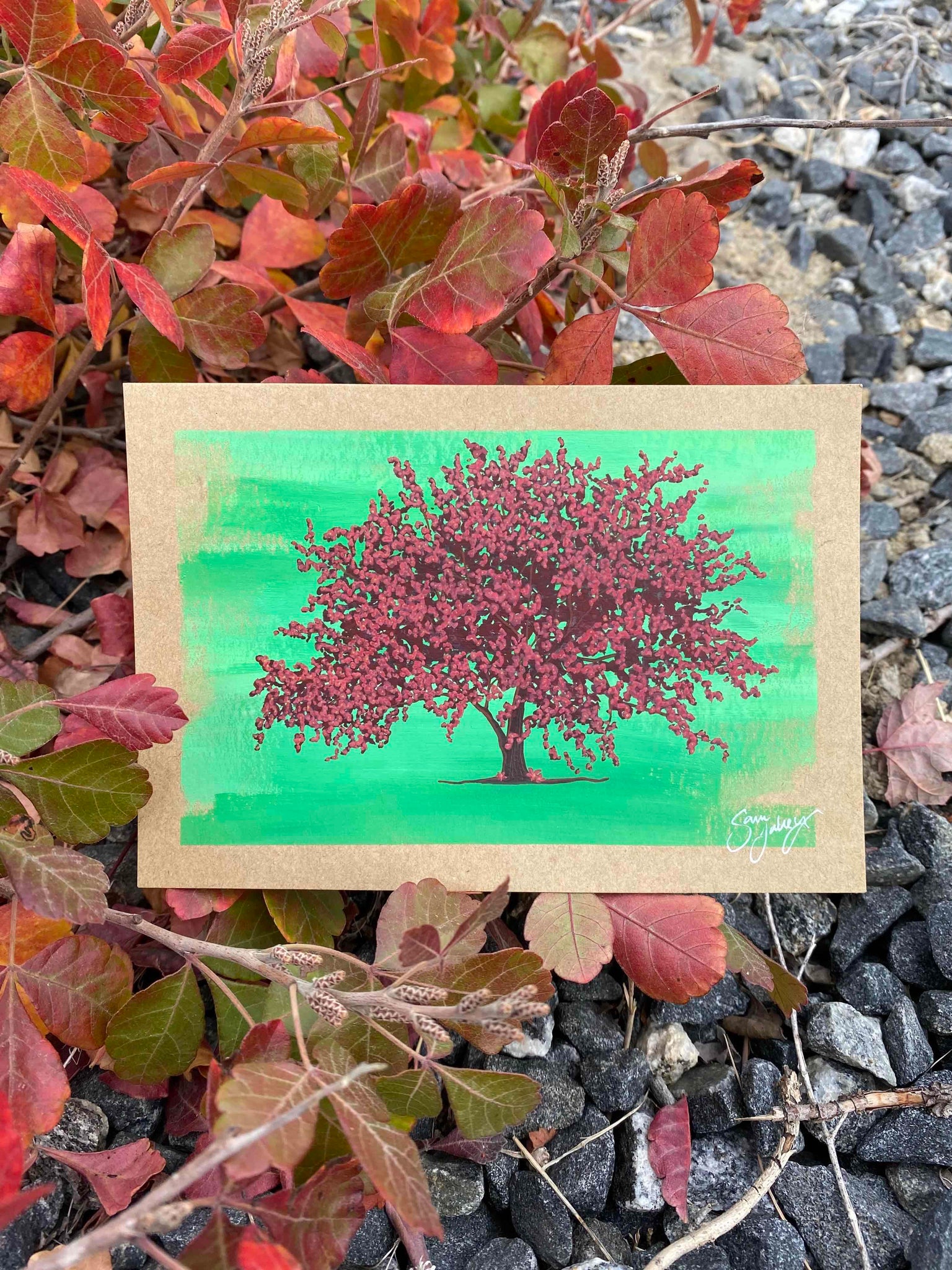 Pink Dogwood Tree