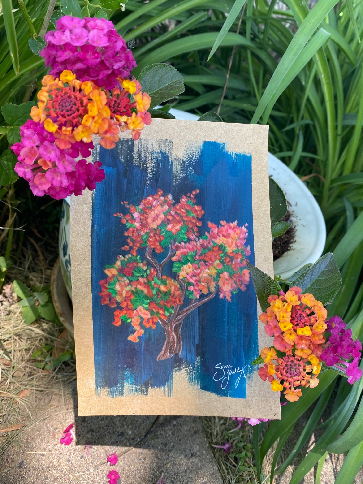 Bougainvillea Tree
