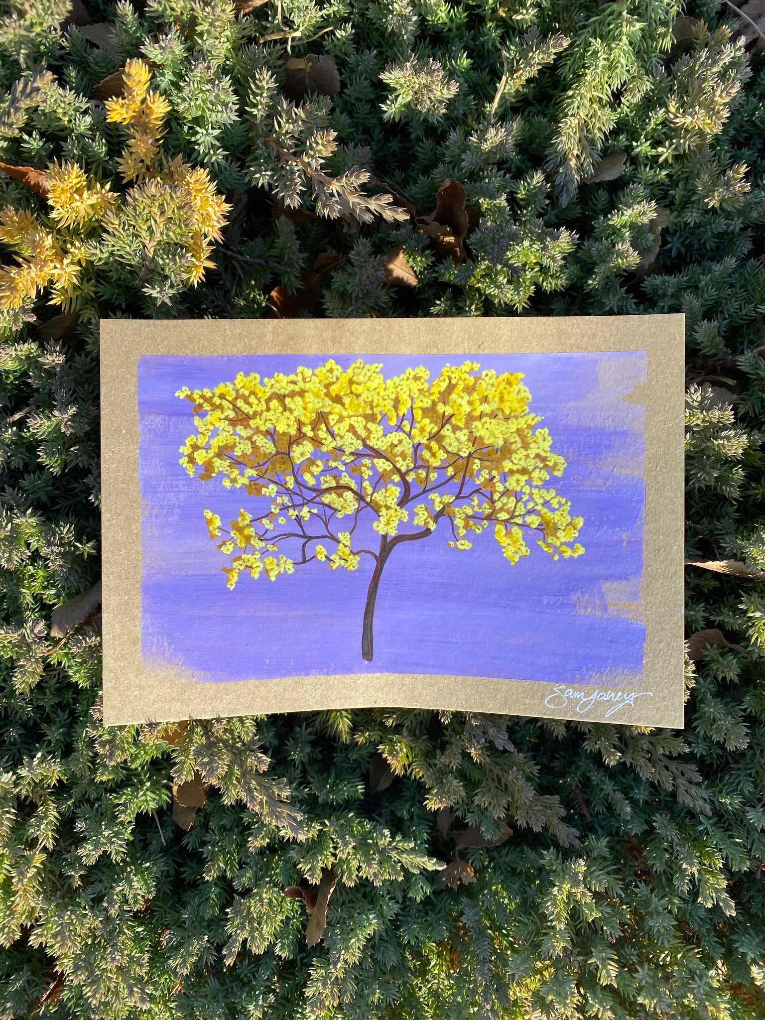 Golden Trumpet Tree