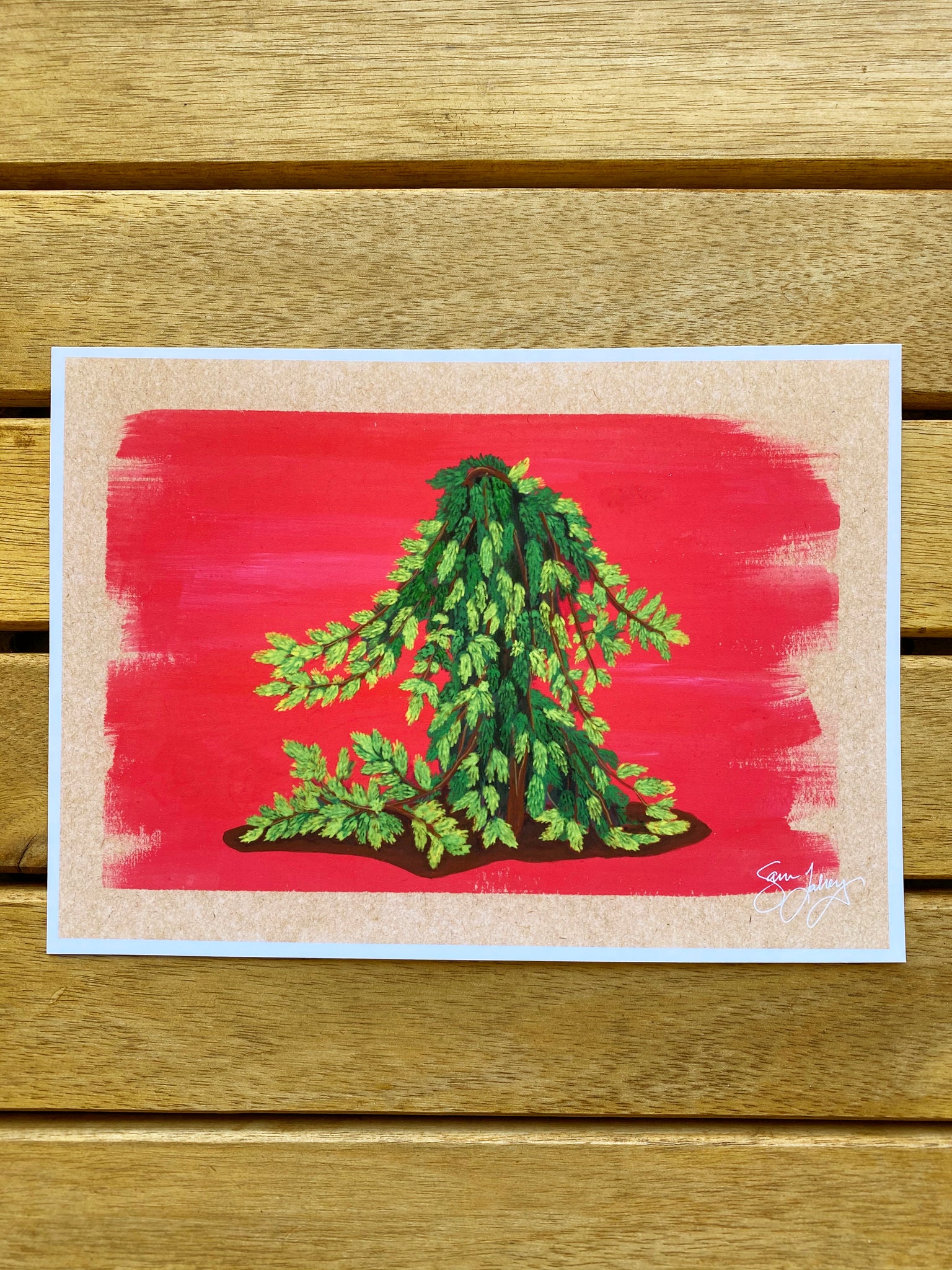 Weeping Norwegian Spruce Print